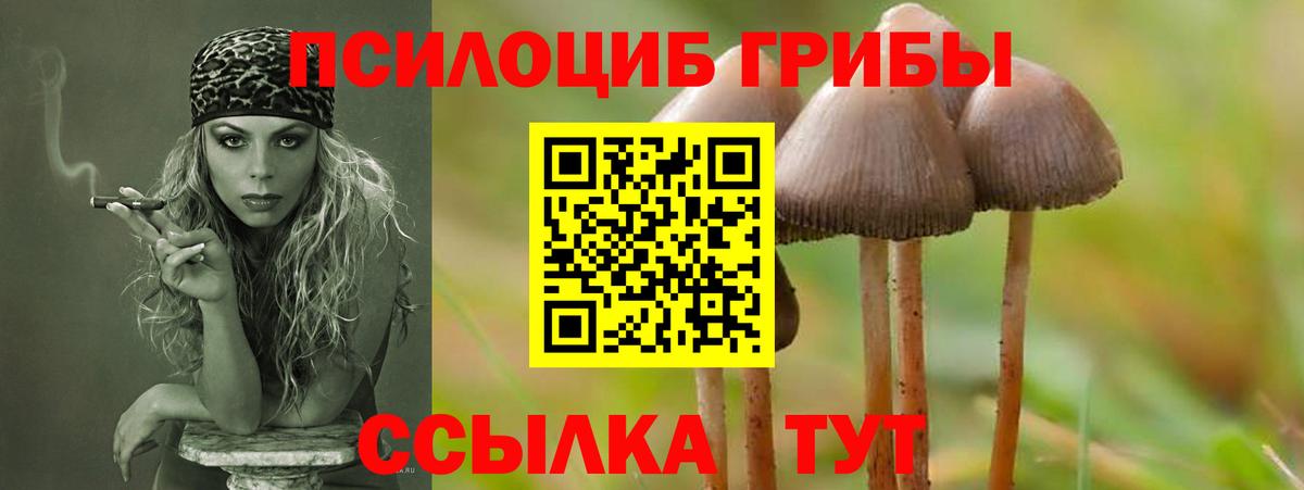 купить наркотик  Вход с VPN  Мариинск  Псилоцибиновые грибы Cubensis 